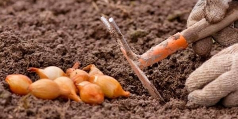 Kako posaditi luk prije zime na repu